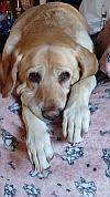 Lilly